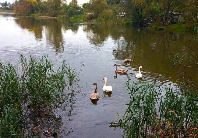 У Печерского озера и в небе над Казимировкой: жизнь продолжается