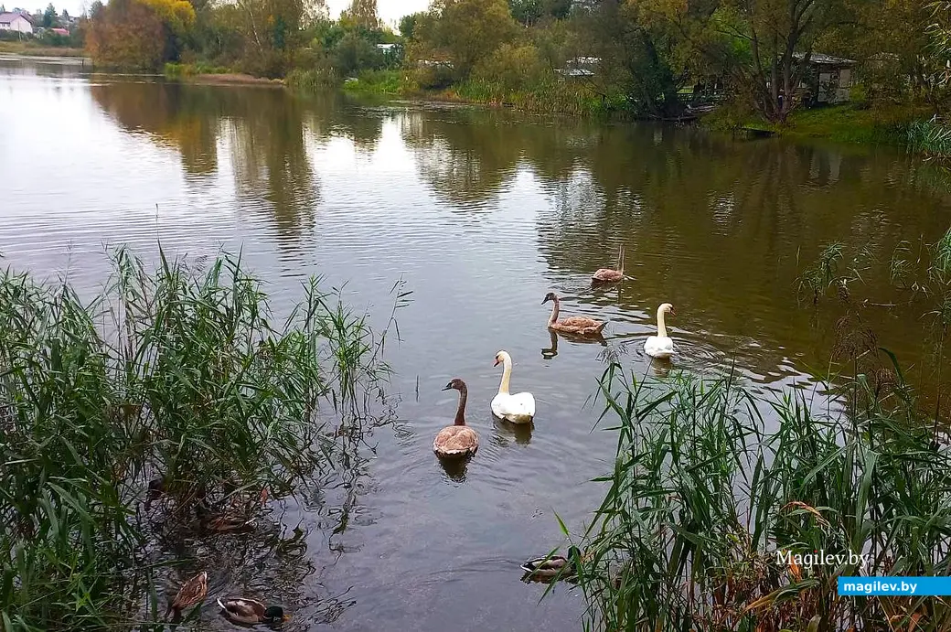 27.09.2025, Могилев. Печерское озеро.