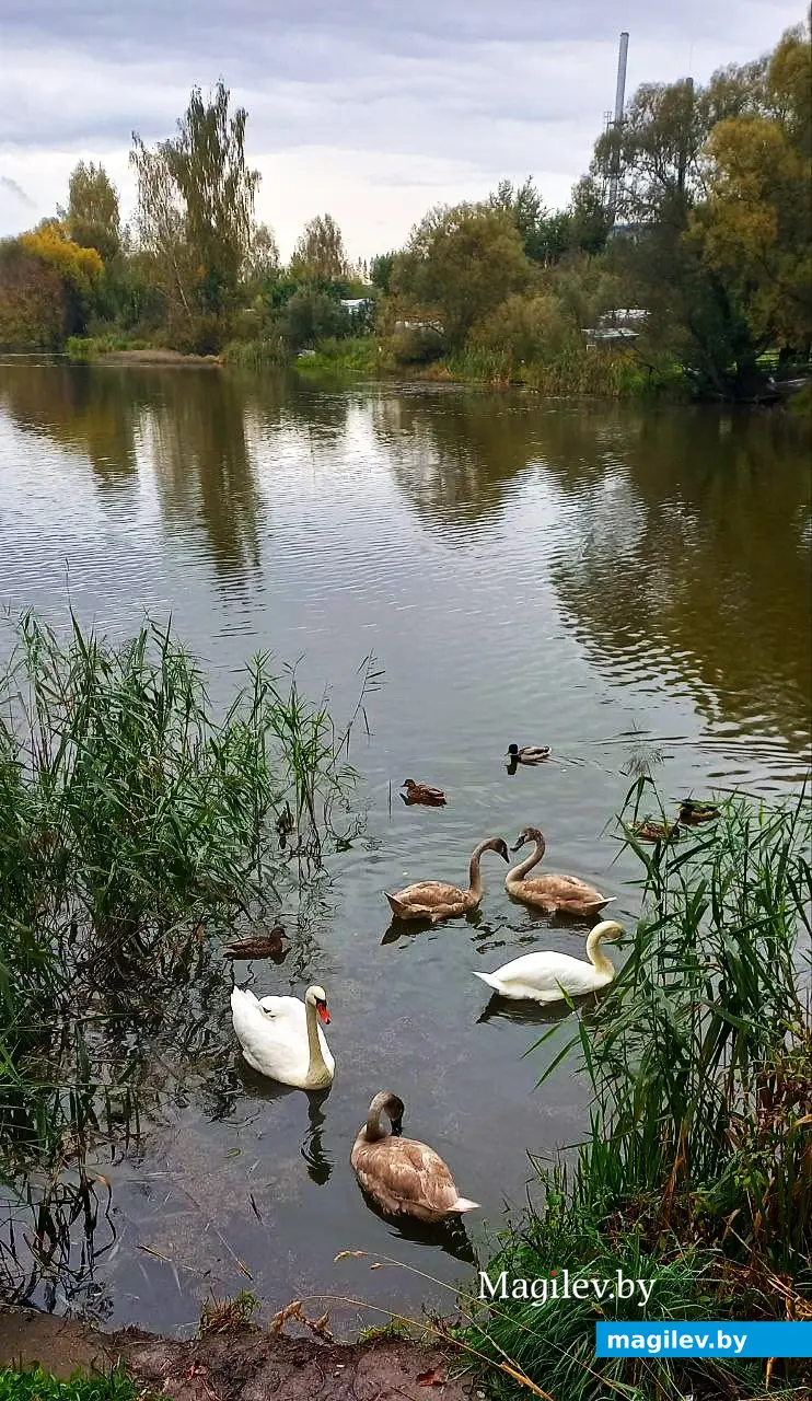 27.09.2025, Могилев. Печерское озеро.