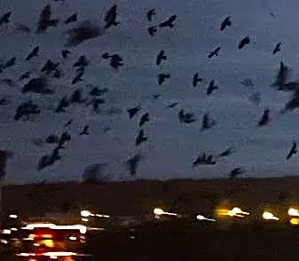 27.09.2025, Могилев. В небе над Казимировкой.