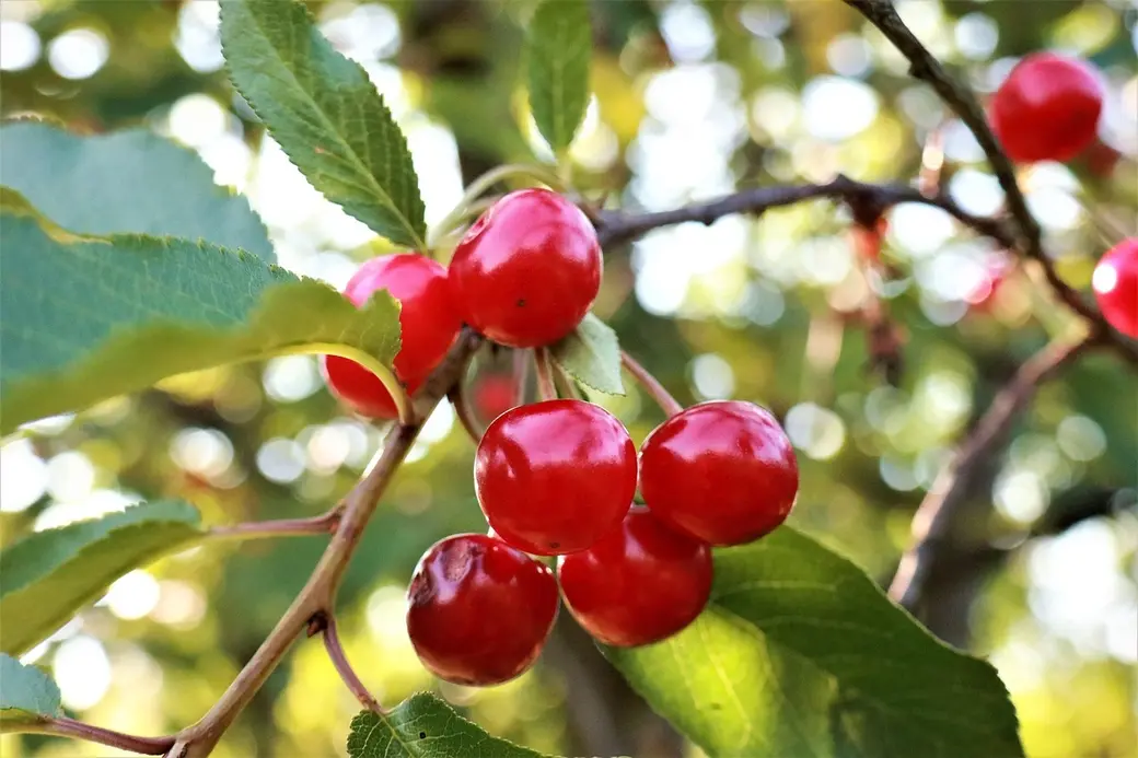Вишня. Фото pixabay.com.