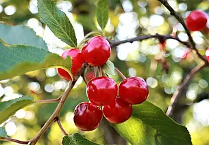 Особенности посадки вишни осенью