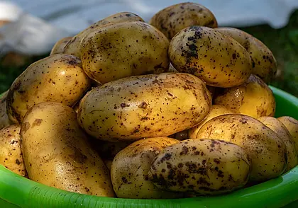 Урожай картофеля в Беларуси ожидается на 30% больше прошлогоднего