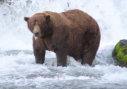 На Аляске выбрали самого толстого медведя. Смотрите, кто победил
