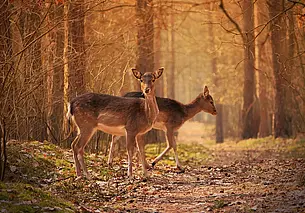 В Беларуси усилен контроль за охотой