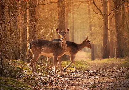 В Беларуси усилен контроль за охотой