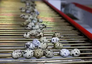 Лукашенко призвал внедрить в школьное питание перепелиные яйца