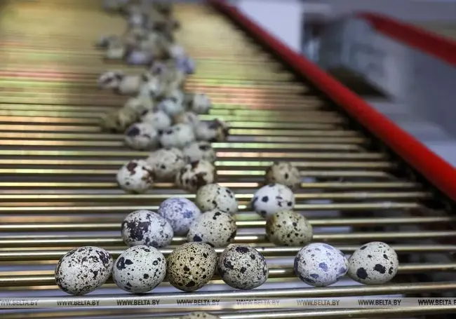 Лукашенко призвал внедрить в школьное питание перепелиные яйца