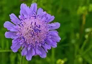 Сеем на зиму скабиозу – неприхотливый, цветущий до конца ноября, цветок