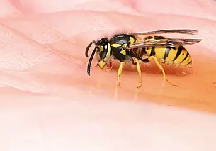 Находящуюся на даче в Быховском районе могилевчанку укусила оса – женщина умерла