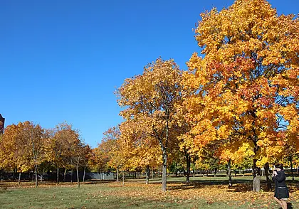 Без осадков: какой будет погода в Могилеве 6 октября