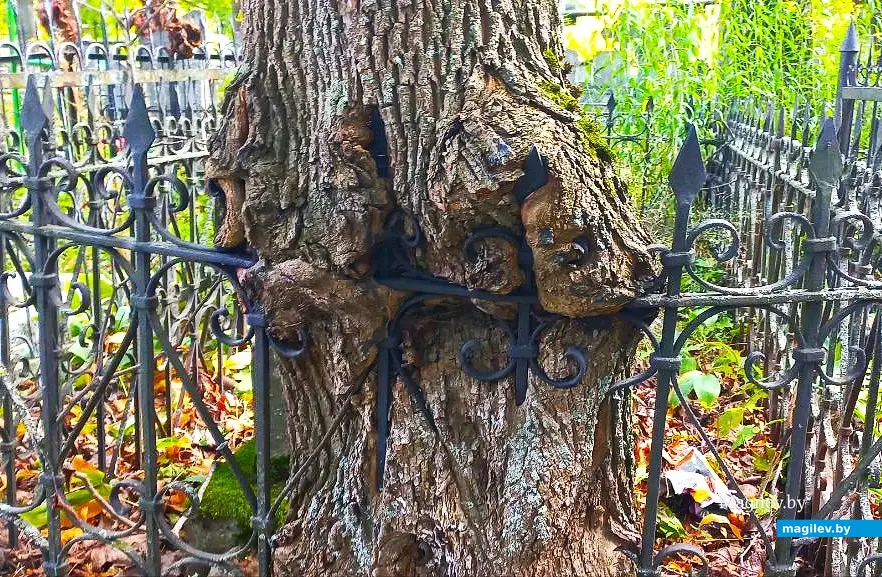 Сентябрь 2025, Могилев, Польское кладбище.