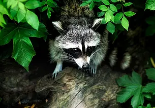 Экологическая сенсация: спустя 35 лет еноты-полоскуны вернулись в белорусскую природу