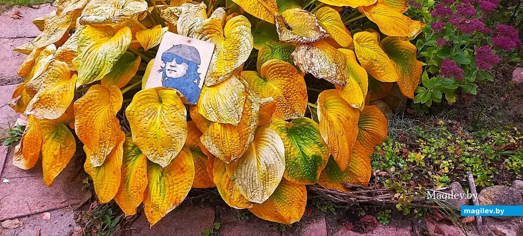 08.10.2025 года, дер. Старое Пашково Могилевского района. Автор портрета Джона Леннона – Владимир Кутузов.