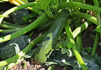 Эффективный и бесхлопотный способ выращивания кабачков – сеем в октябре