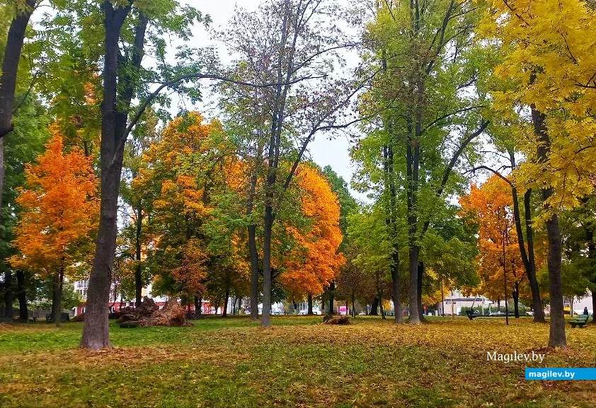   09.10.2025, Могилев. Красота не может быть вечной?
