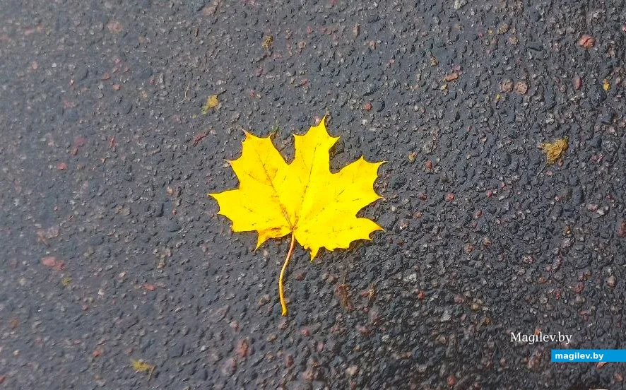  09.10.2025, Могилев. Красота не может быть вечной? 