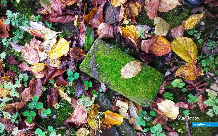 10.10.2025, где-то под Могилевом.