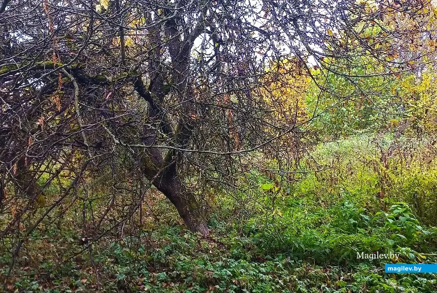 10.10.2025, где-то под Могилевом.