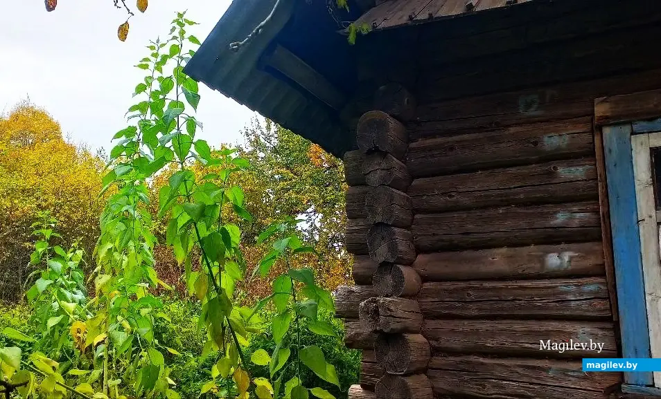 10.10.2025, где-то под Могилевом.