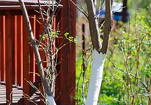 Когда белить деревья осенью? Подсказываем