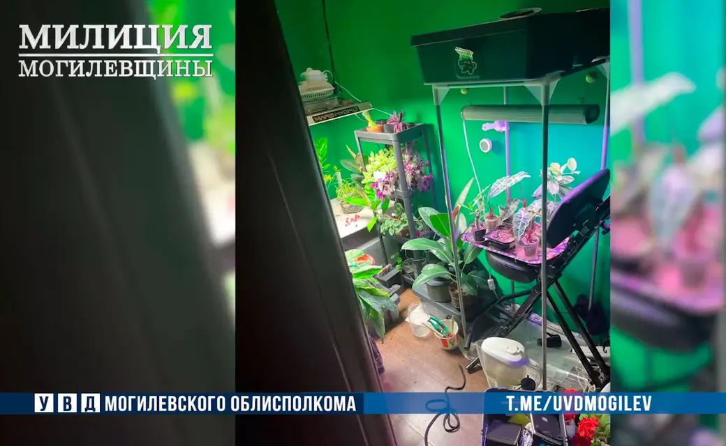 «Наркоагронома» задержали в Могилеве. Фото УВД Могилевского облисполкома.