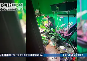 «Наркоагронома» задержали в Могилеве