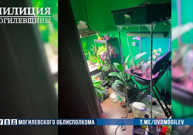 «Наркоагронома» задержали в Могилеве