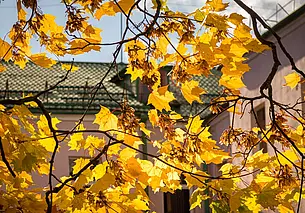 Прохладно и без дождей: какой будет погода в Могилеве во вторник, 21 октября