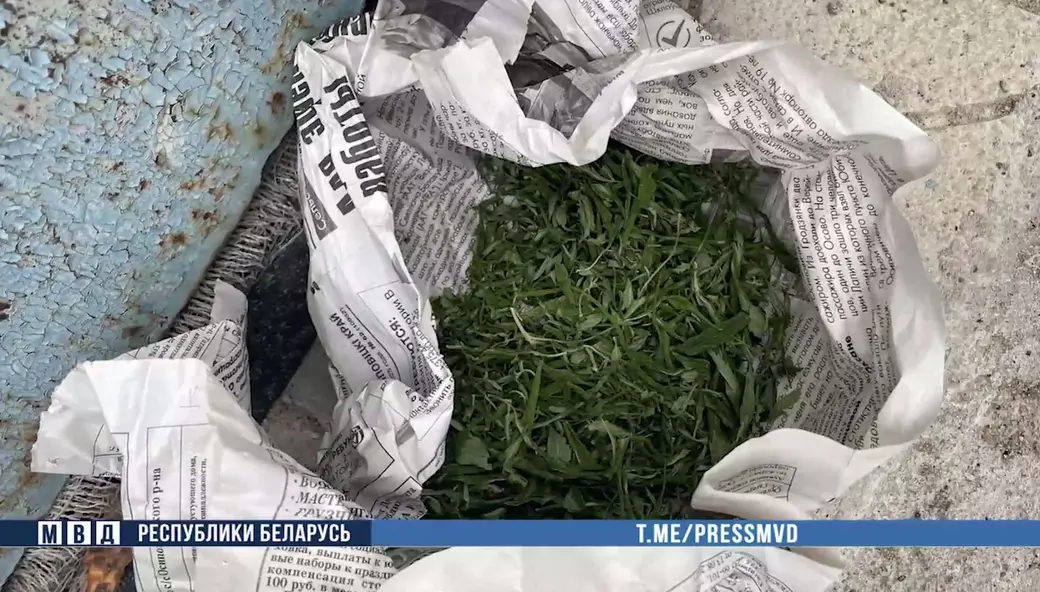 В Осиповичах мужчина организовал «бизнес» на марихуане. Скан с видео МВД Беларуси.