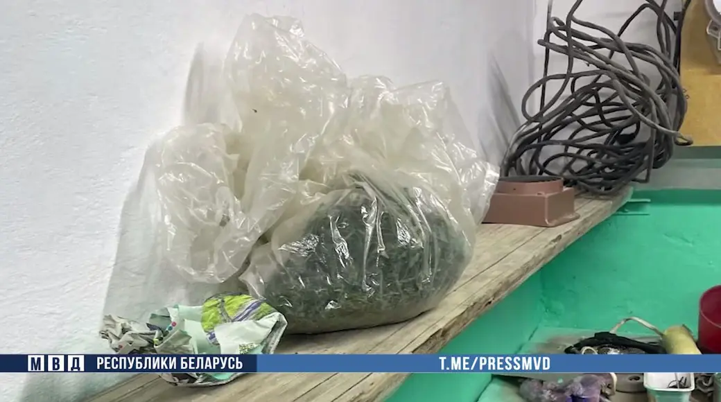 В Осиповичах мужчина организовал «бизнес» на марихуане. Скан с видео МВД Беларуси.