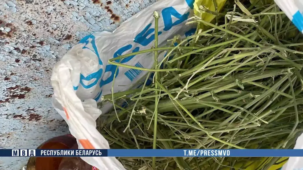 В Осиповичах мужчина организовал «бизнес» на марихуане. Скан с видео МВД Беларуси.