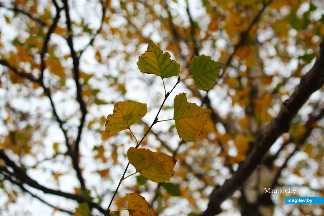 Октябрь 2025 года. Могилев.