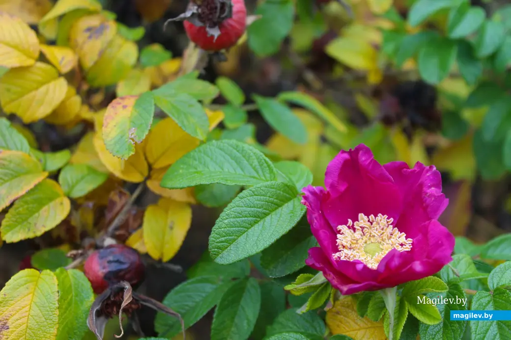 Октябрь 2025 года. Могилев.