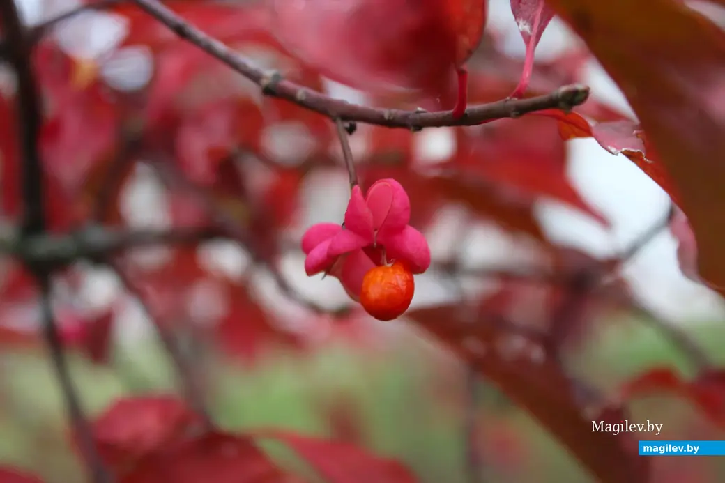 Октябрь 2025 года. Могилев.