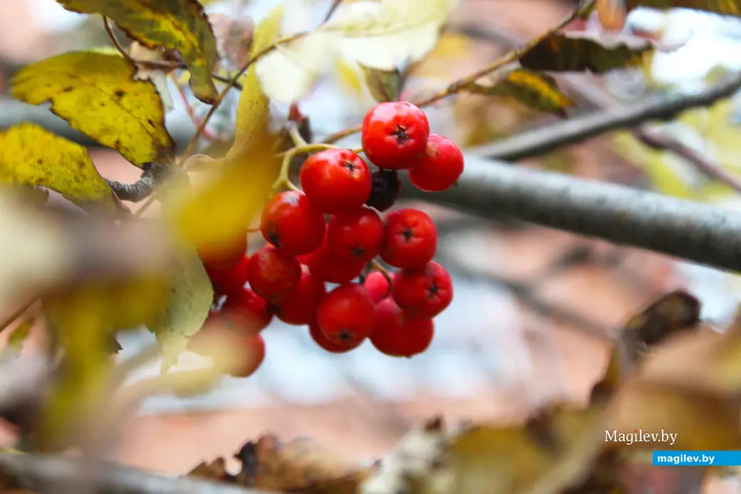 Октябрь 2025 года. Могилев.