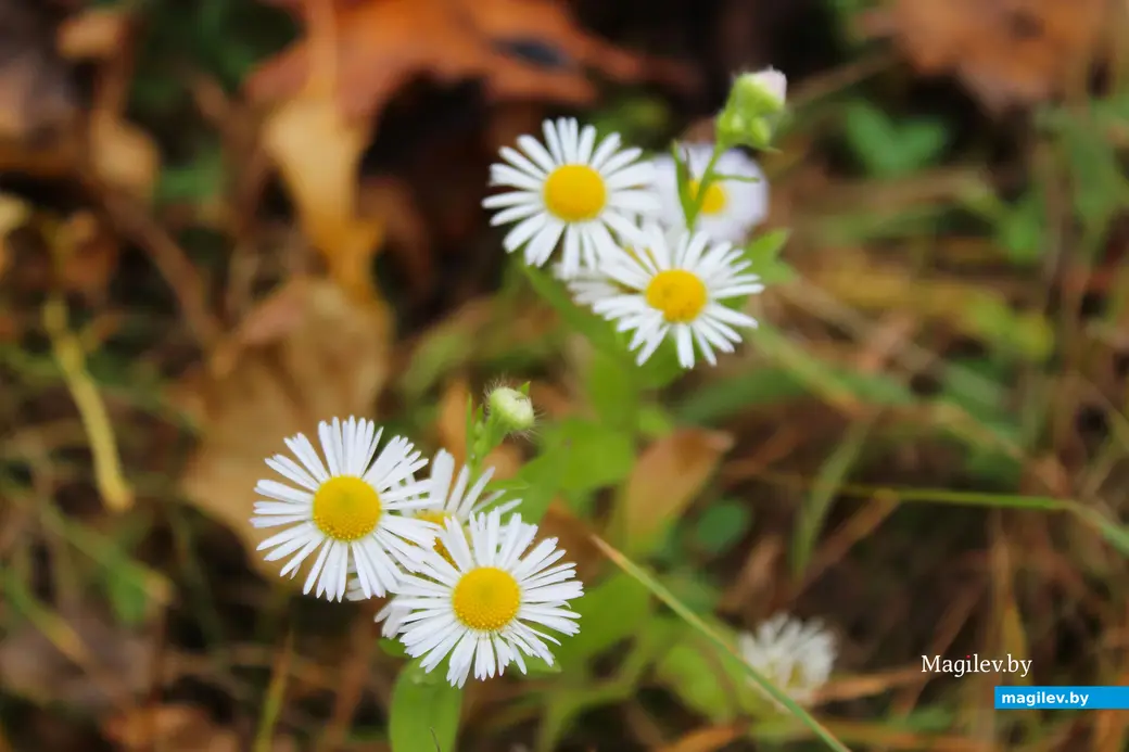 Октябрь 2025 года. Могилев.