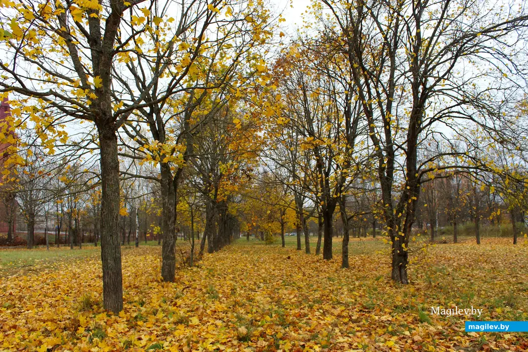 Октябрь 2025 года. Могилев.