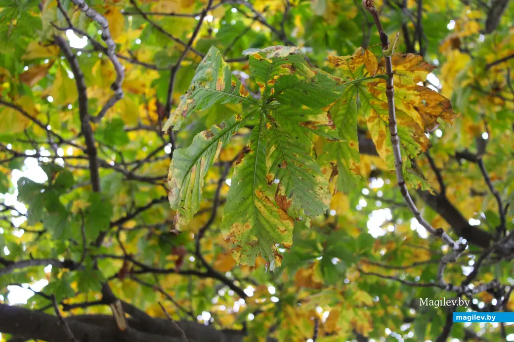 Октябрь 2025 года. Могилев.