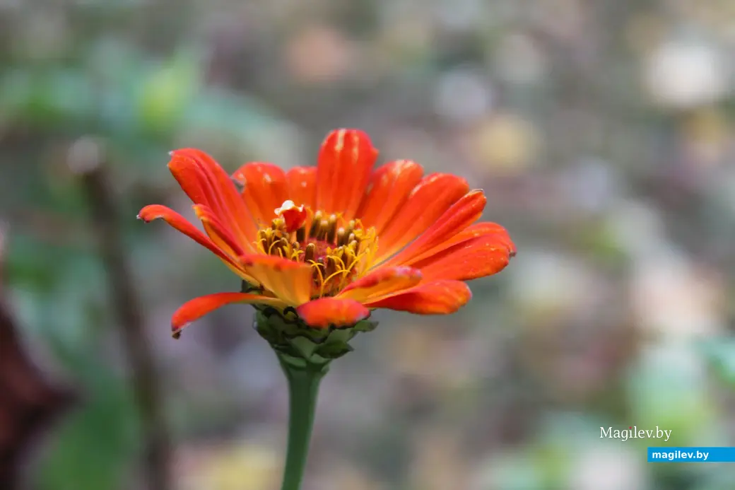 Октябрь 2025 года. Могилев.