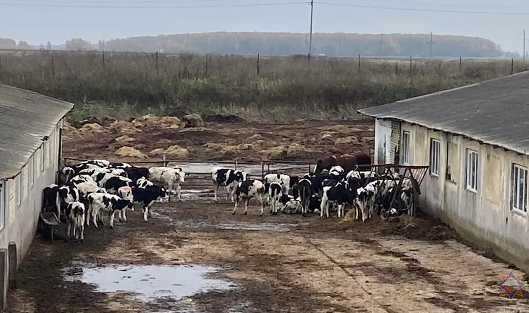 23 октября 2025 года. В Горках работники МЧС ликвидировали пожар на ферме. Фото: МЧС.