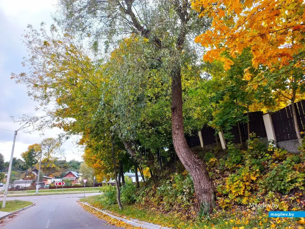 2025 год, Могилев, ул. Чехова. Дерево Парохода.