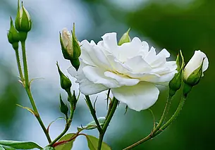 Октябрь – идеальное время для посадки роз