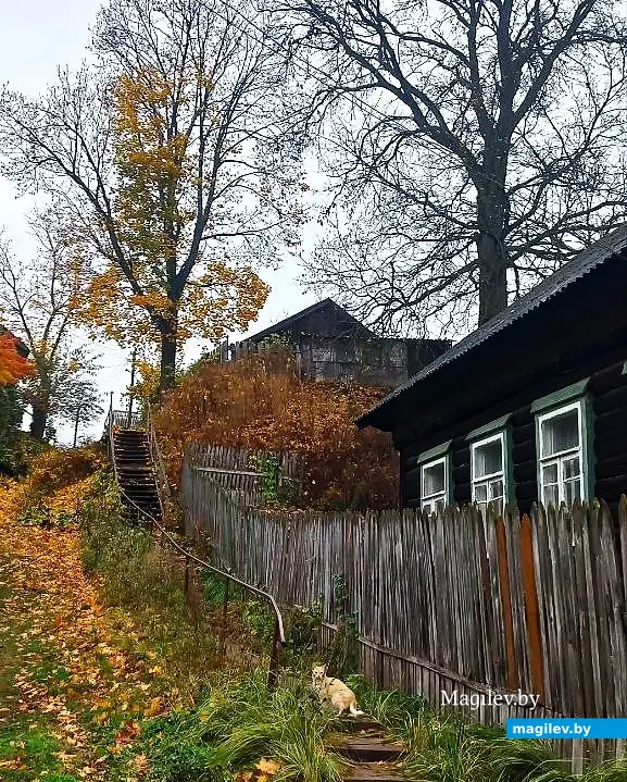 Октябрь 2025 года, Могилев. Деревья Славки Кота и Саши Филипченко. И тут же котик.