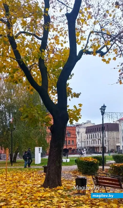 2025 год, Могилев, Театральный сквер. Дерево Евгения Байкова.