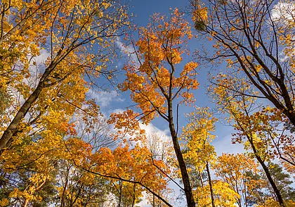 Зимы пока не предвидится. Прогноз погоды в Беларуси на неделю с 3 по 9 ноября