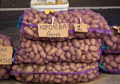 Картошку размером менее 45 миллиметров запретили продавать в Беларуси
