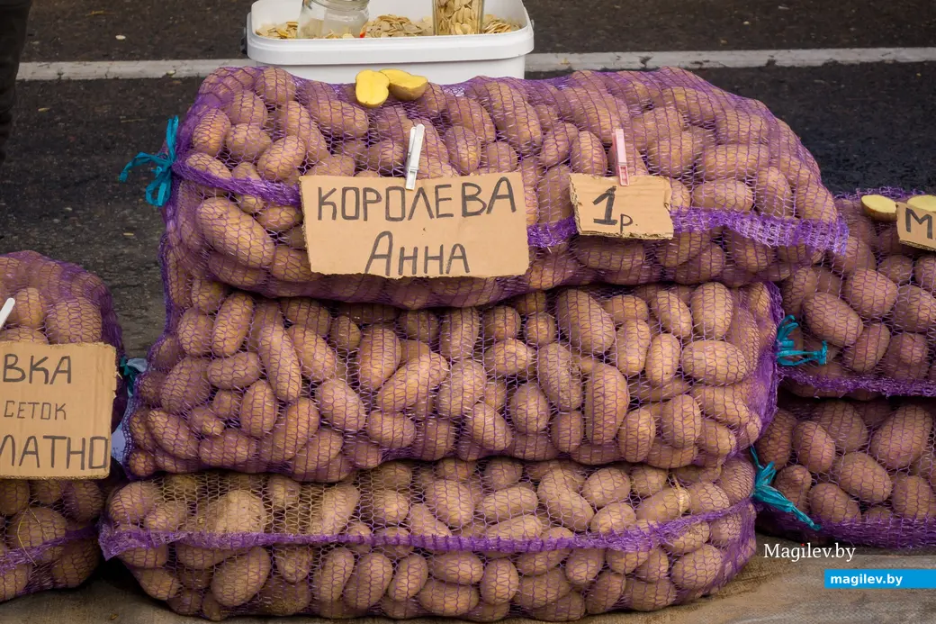 Сорт Королева Анна продолговатый. Поэтому правильно мерить фракцию по ширине картофеля. Фото: Александр Чугуев.