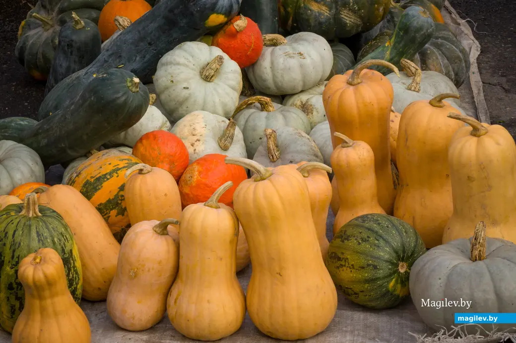 26.10.2025. Улица Горького. Сельскохозяйственная ярмарка «Золотая осень»
