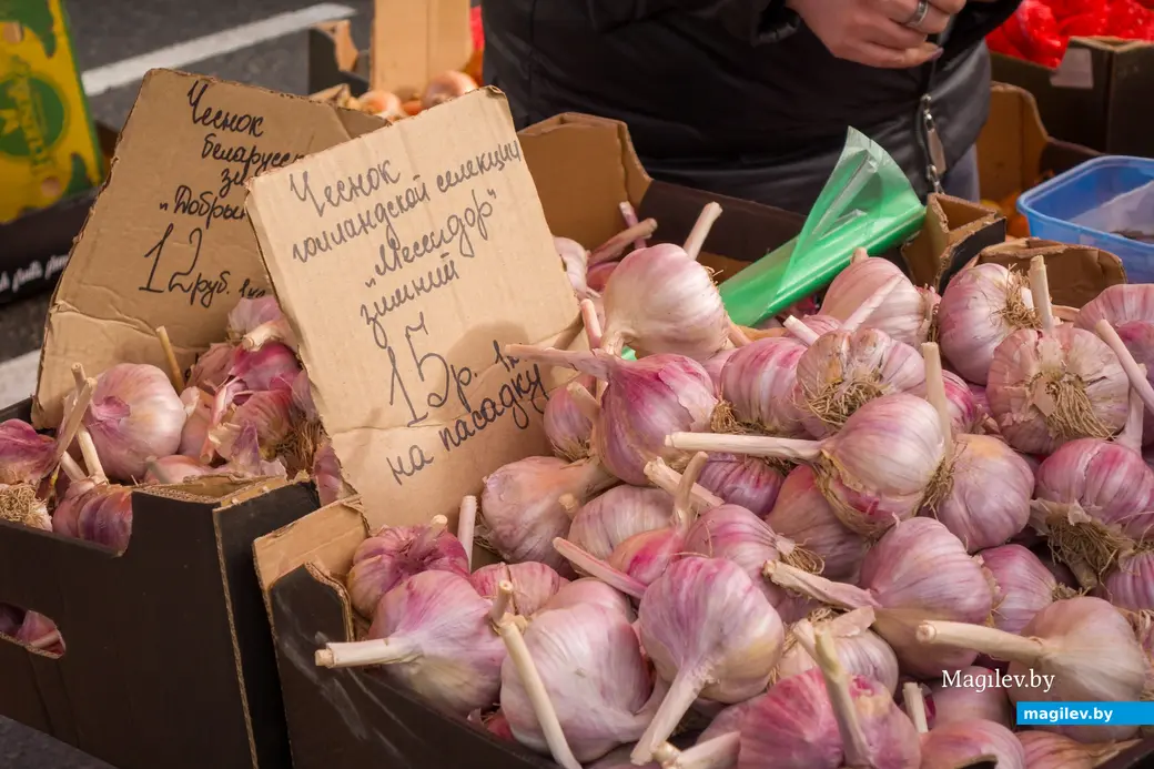 26.10.2025. Улица Горького. Сельскохозяйственная ярмарка «Золотая осень»